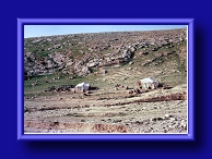 Thumbnail Bedouins living off side of Jerusalem-Jericho Rd